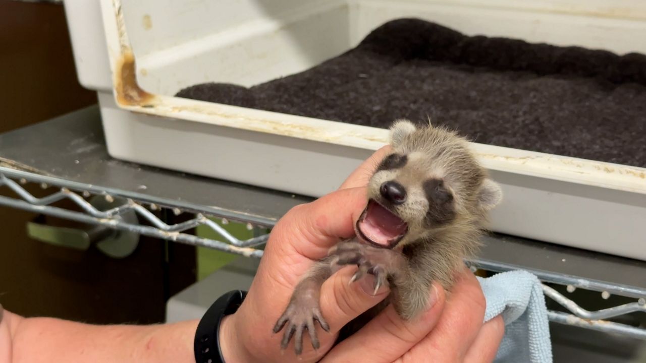 Bay Beach Wildlife Sanctuary sees increase in injured and orphaned animals