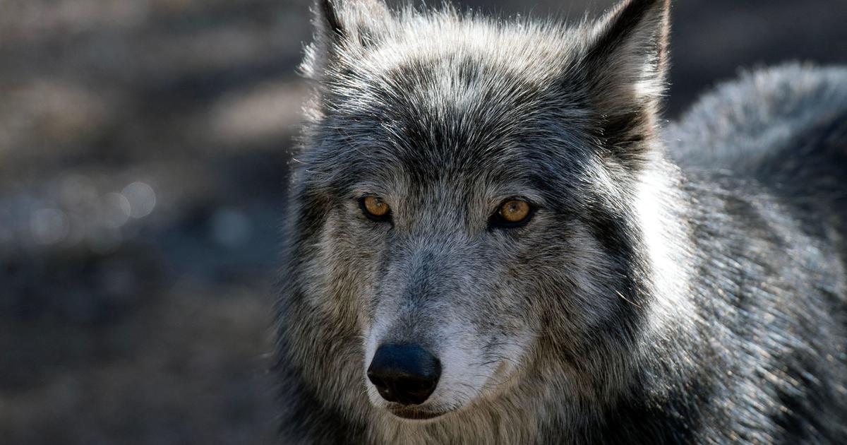 Wolf or coyote? Wildlife mystery in Nevada solved with DNA testing