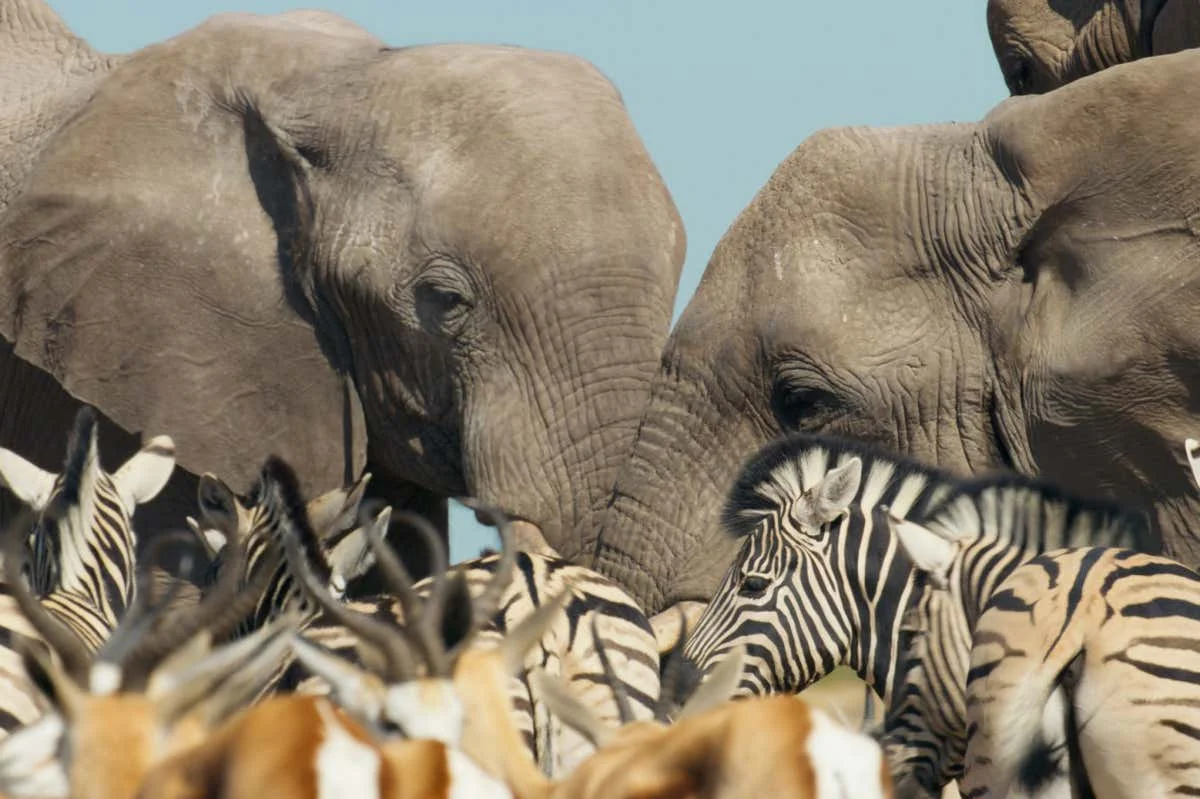 Mammals,28-04-2024,Heat,5 - Heat,Elephants, Zebra and Springbok gather in high densities at one of the dwindling waterholes in Etosha Salt pan, Namibia. ,BBC Studios,Screen Grab