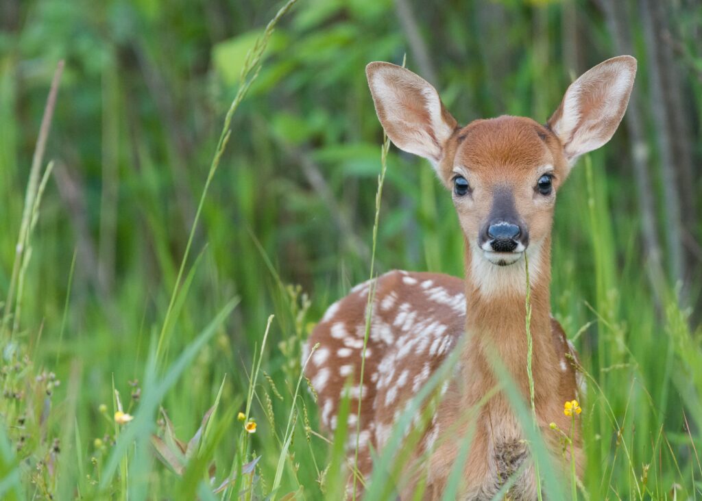 ‘Tis the season for wildlife encounters