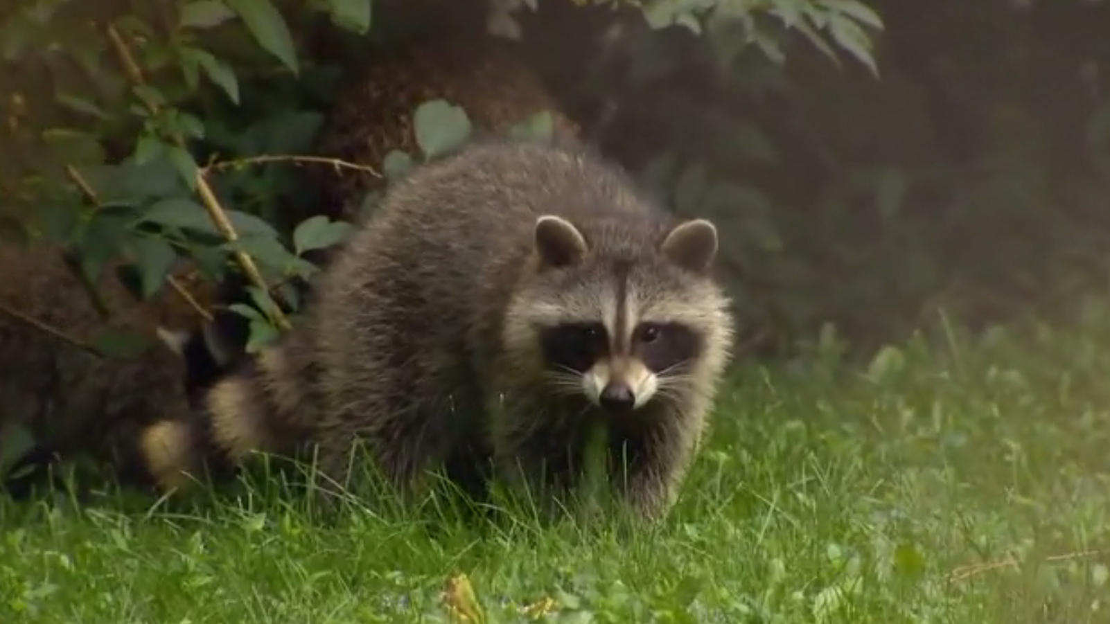 Toronto wildlife officials note uptick in ‘zombie’ raccoons