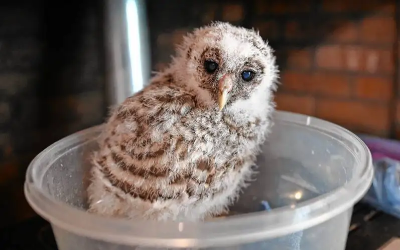 A 3-week-old barred owl sits in a plastic bowl nest at the Birds of Prey Rehabilitation Center in Conway.