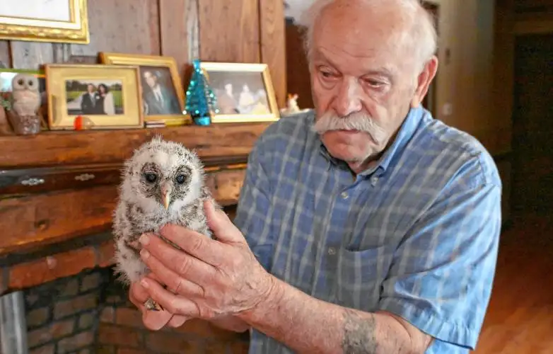 Tom Ricardi of the Birds of Prey Rehabilitation Center in Conway holds a baby barred owl  that he hopes to release as soon as it is ready. 