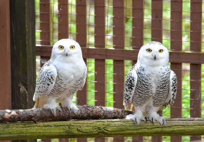 Snowy owls rest in an enclosure at the Birds of Prey Rehabilitation Center in Conway.