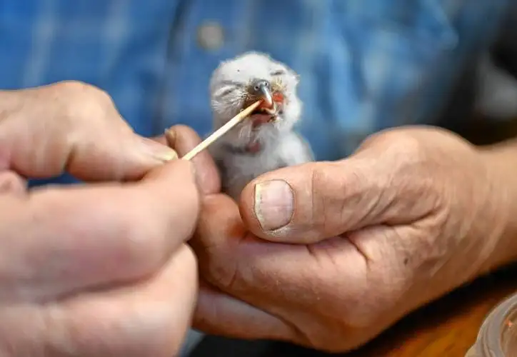 Tom Ricardi of the Birds of Prey Rehabilitation Center in Conway feeds a days-old baby screech owl.