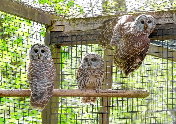 A trio of barred owls in an enclosure at the Birds of Prey Rehabilitation Center in Conway.