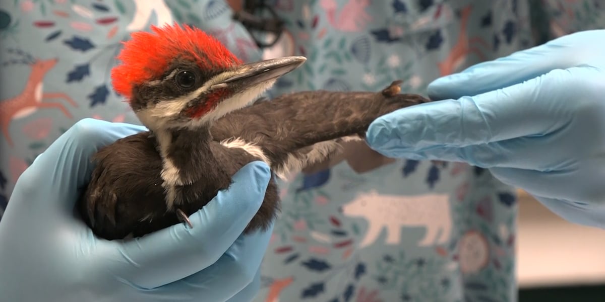 ‘Huge influx of animals:’ animal intake at St. Francis Wildlife triples after Friday’s tornadoes