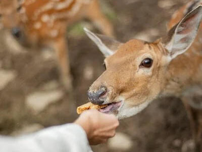 Pune Forest Department Takes Swift Action Against Wildlife Feeders