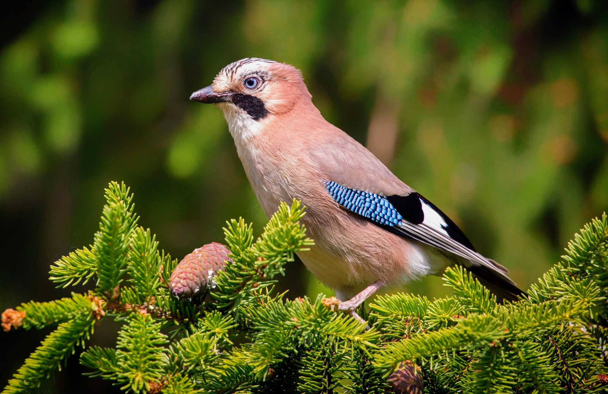 Eurasian jays possess the ability of ‘mental time travel’