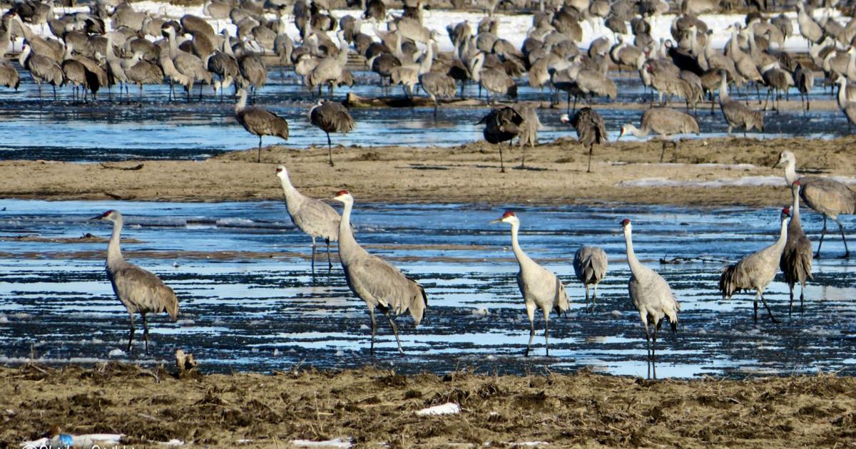 Resident travels to see great crane migration