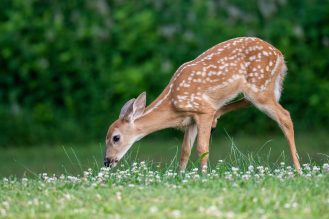 Exploring Mississauga’s wildlife: ways to help and protect