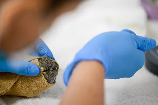 Volunteer Jolene Duncan feeds a baby rabbit at Greenwood Wildlife Rehabilitation Center near Lyons on Monday. (Matthew Jonas/Staff Photographer)