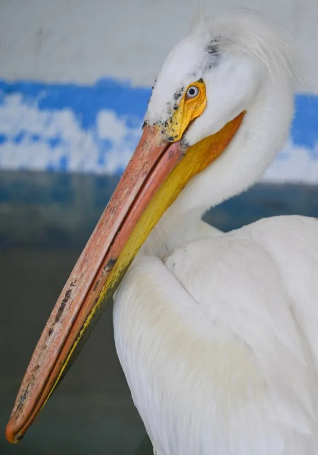 A pelican, injured by discarded fishing tackle, is seen in an enclosure at the Greenwood Wildlife Rehabilitation Center on Monday. (Matthew Jonas/Staff Photographer)