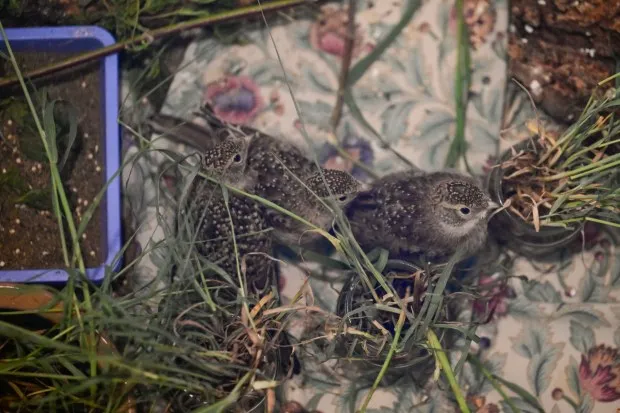 Three horned larks are seen in an enclosure at the Greenwood Wildlife Rehabilitation Center near Lyons on Monday, May 13, 2024. (Matthew Jonas/Staff Photographer)