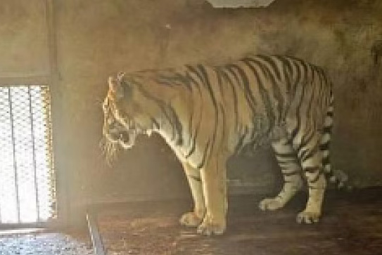 Wildlife park in China under probe for deaths of tigers, some found in freezers