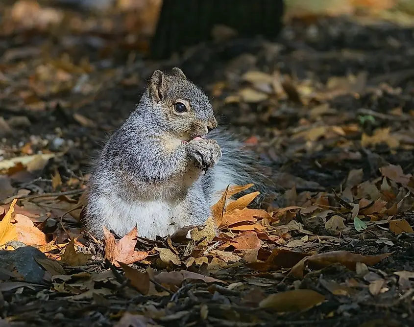 Hereford, Arizona: Eastern Gray Squirrel munching on nuts, illuminated by sunlight between tree branches and leaves at Ramsey Canyon Preserve.