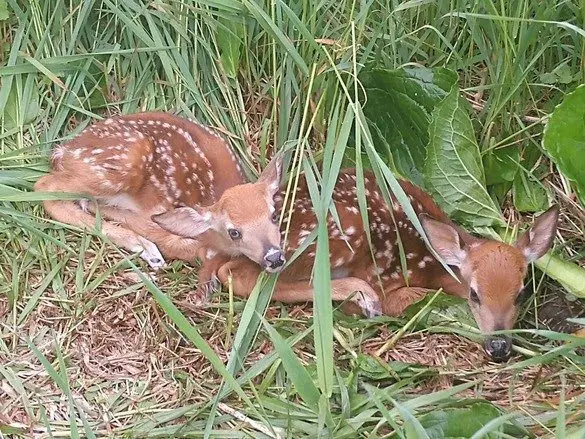 Fawns