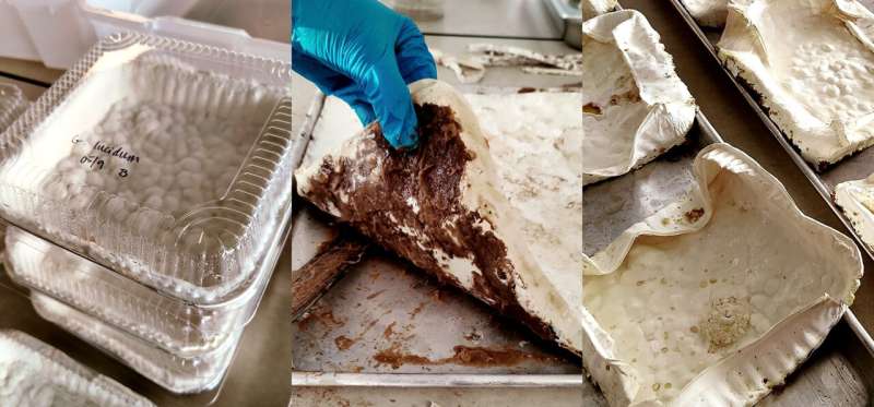 From fungi to fashion: Mushroom eco-leather is moving towards the mainstream