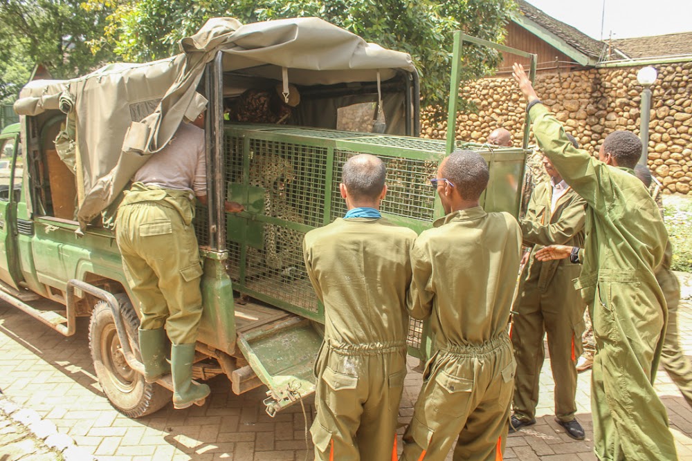 KWS cautions Kenyans over wild animals displaced by floods