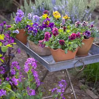 Sarah Raven Terracotta Scalloped Pots