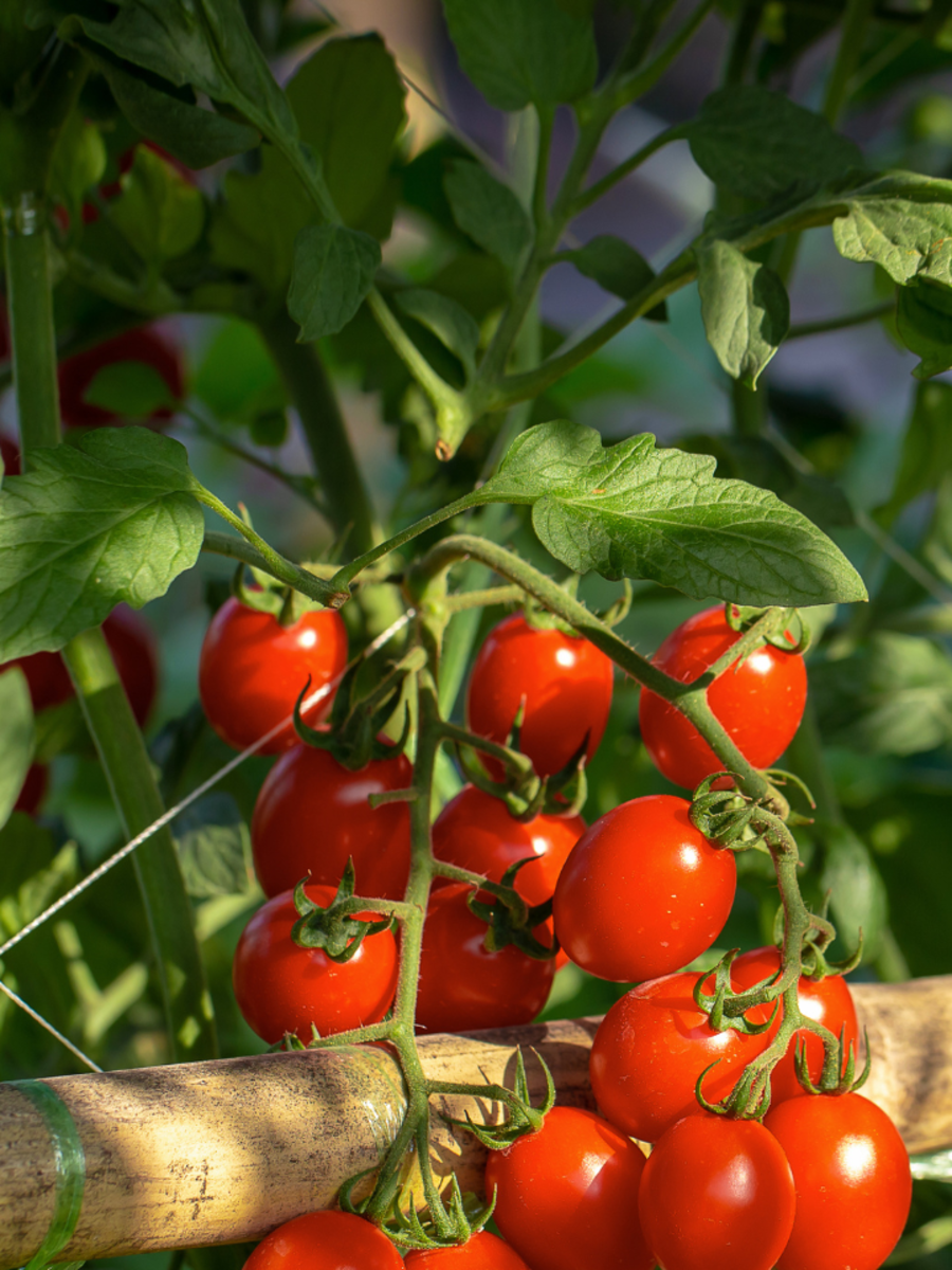 How to successfully grow ‘Cherry tomatoes’ in the kitchen garden