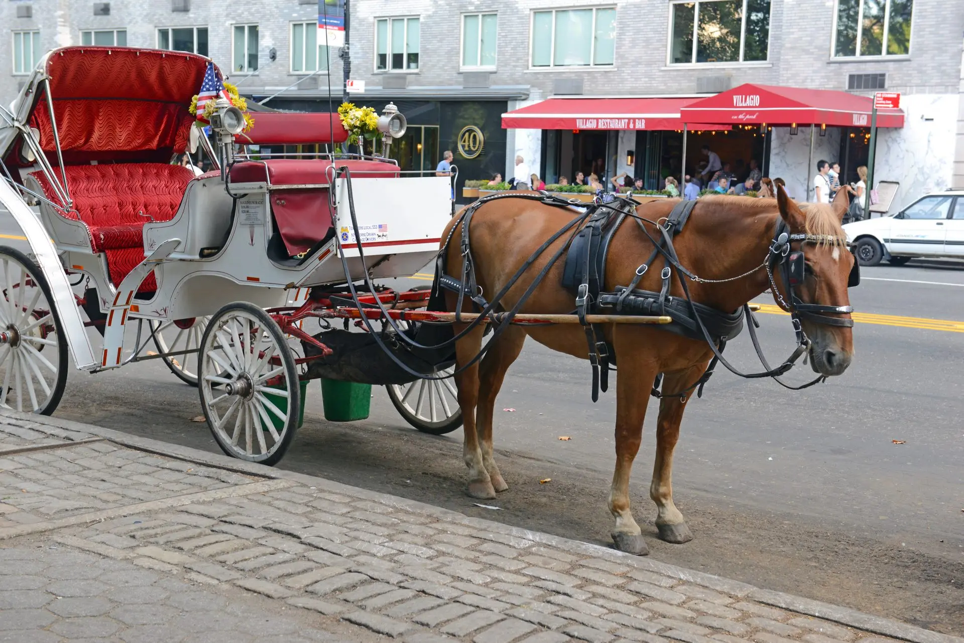 Carriage horse in NYC