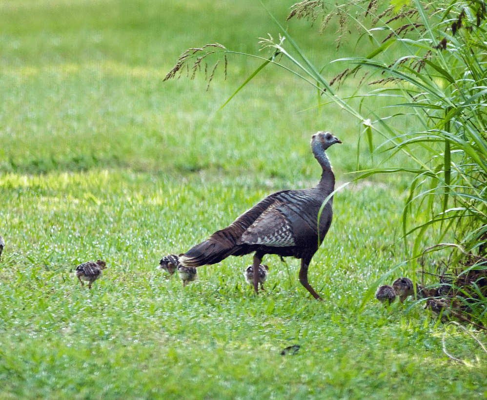 MS Dept. Of Wildlife And Fisheries Reminds Residents To Leave Wild Newborn Animals Alone