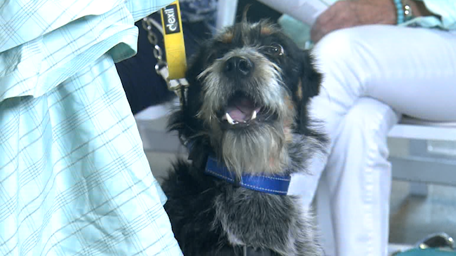Adoptable Oldham County dogs walk the runway at ‘Fashion and Furiends’