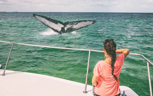 whale watching girl on catamaran 640
