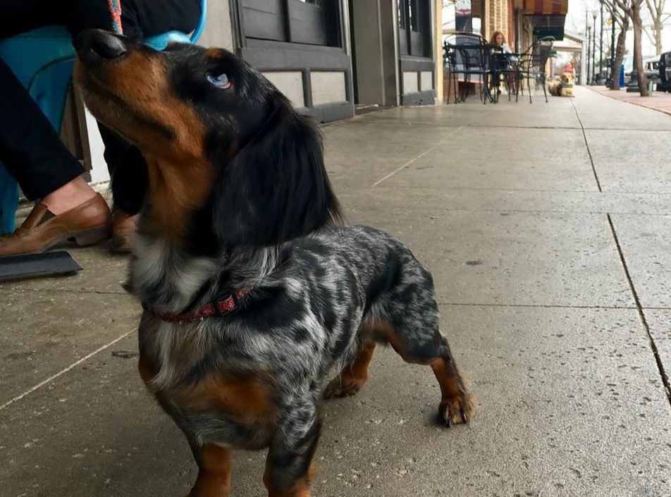 New requirements limit border travel for dogs into US