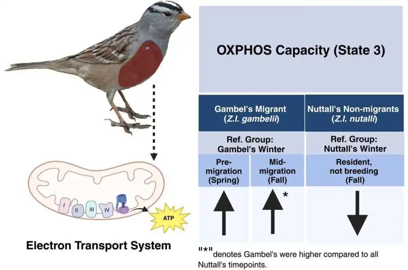 Summary figure of patterns observed with OXPHOS capacity (state 3) in support of the OXPHOS flexibility hypothesis. Within Gambel’s, the up arrows represent significantly higher values for state 3 for both the pre-migratory (spring) and mid-migration (fall) timepoints when compared to the winter timepoint. For Nuttall’s, the fall timepoint (resident, not breeding) for state 3 was lower when compared to the winter timepoint. The asterisk denotes that the mid-migration (fall timepoint) for Gambel’s was always higher than the Nuttall’s timepoints. Created with BioRender.com. Credit: Scientific Reports (2024). DOI: 10.1038/s41598-024-59715-y Auburn biologists publish first work on avian migration conducted in the AU MitoMobile
