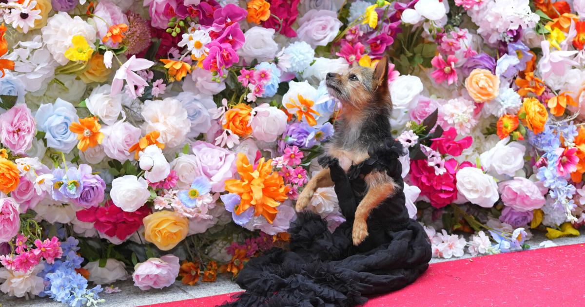 PHOTOS: At the Pet Gala, fashion goes to the dogs