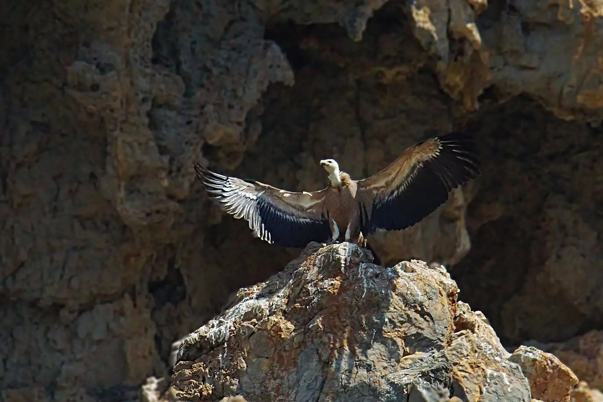 More than a fifth of wildlife in Greece is critically endangered, including the griffon vulture. 