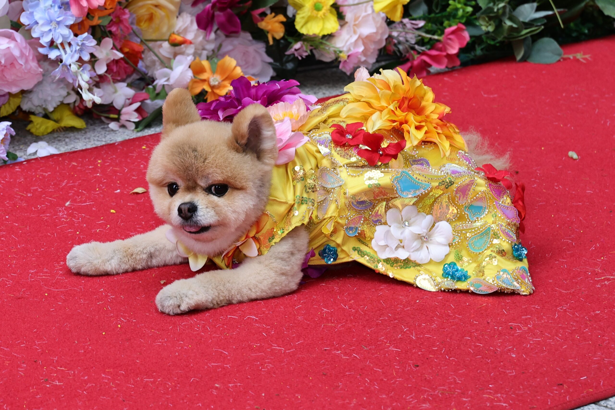 See the Dogs Who Dressed as Bad Bunny, Nicki Minaj and Cardi B in Met Gala-Inspired Looks