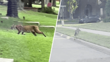 Frisco sees spike in bobcat, coyote sightings as summer season approaches