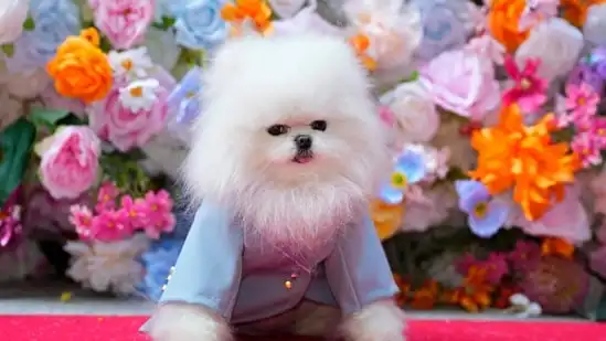 A dog attends the Pet Gala fashion show at AKC Museum of The Dog. (AP)