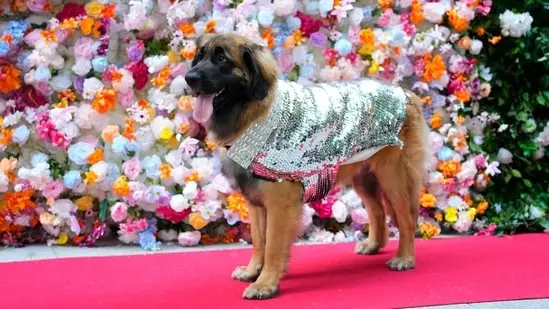 A dog attends the Pet Gala fashion show.(AP) A dog attends the Pet Gala fashion show.(AP)