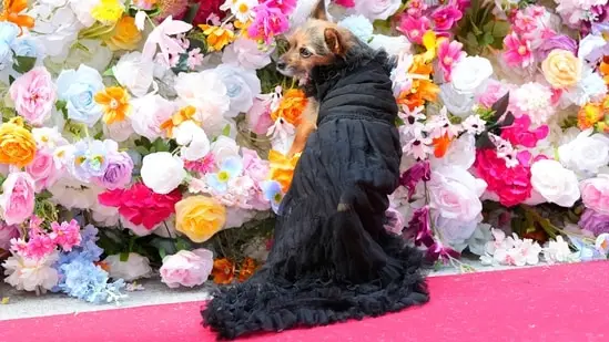A dog attends the Pet Gala fashion show at AKC Museum of The Dog. (Charles Sykes/Invision/AP) A dog attends the Pet Gala fashion show at AKC Museum of The Dog. (Charles Sykes/Invision/AP)