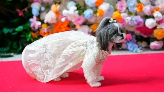 A dog attends the Pet Gala fashion show. (Charles Sykes/Invision/AP) A dog attends the Pet Gala fashion show. (Charles Sykes/Invision/AP)