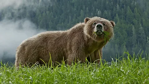 Getty Images A grizzly bear eats grass in Canada (Credit: Getty Images)