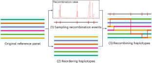 Shuffling haplotypes to share reference panels for imputation