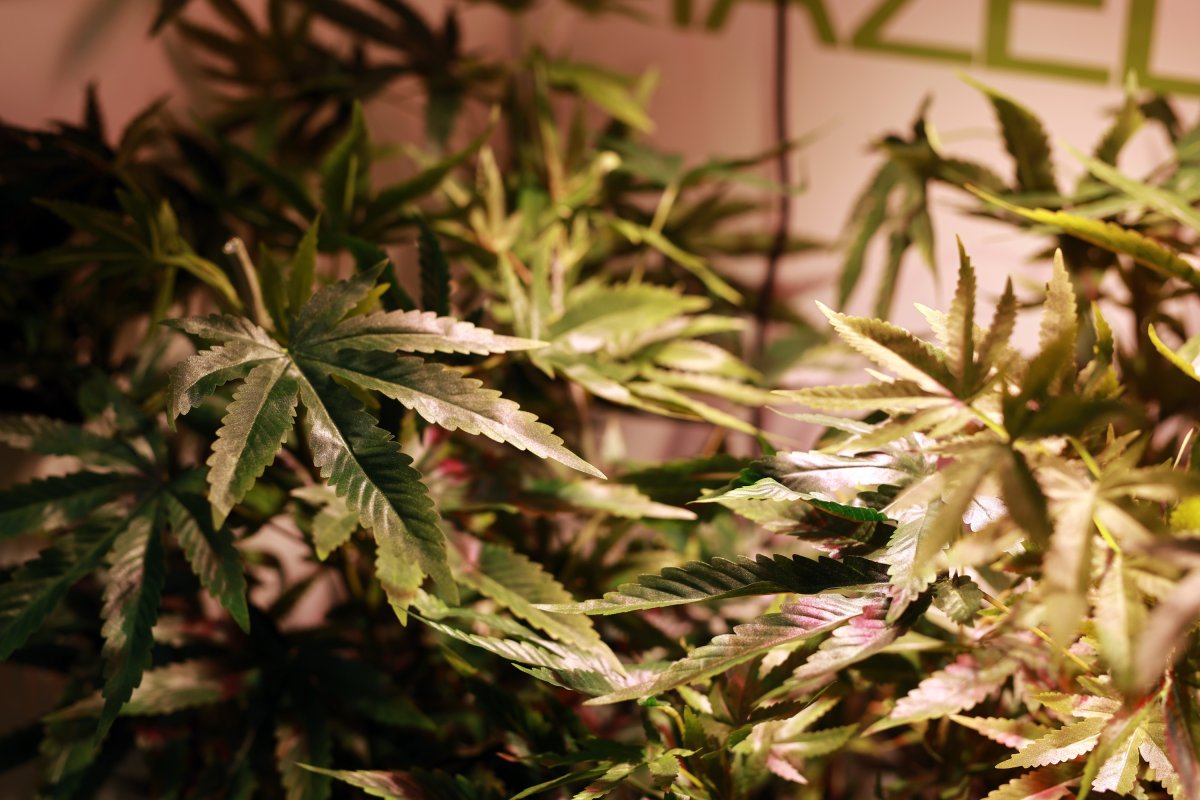 Drugs Are Making Our Nation’s Mental Health Crisis Worse