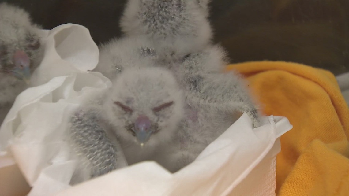 Hundreds of injured, abandoned wild animals being treated at Houston SPCA after storms