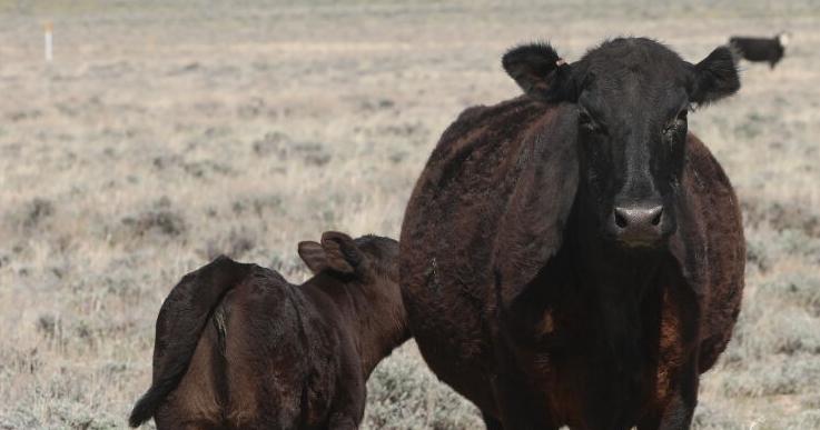 Home on the range: Cattle, climate, and conservation