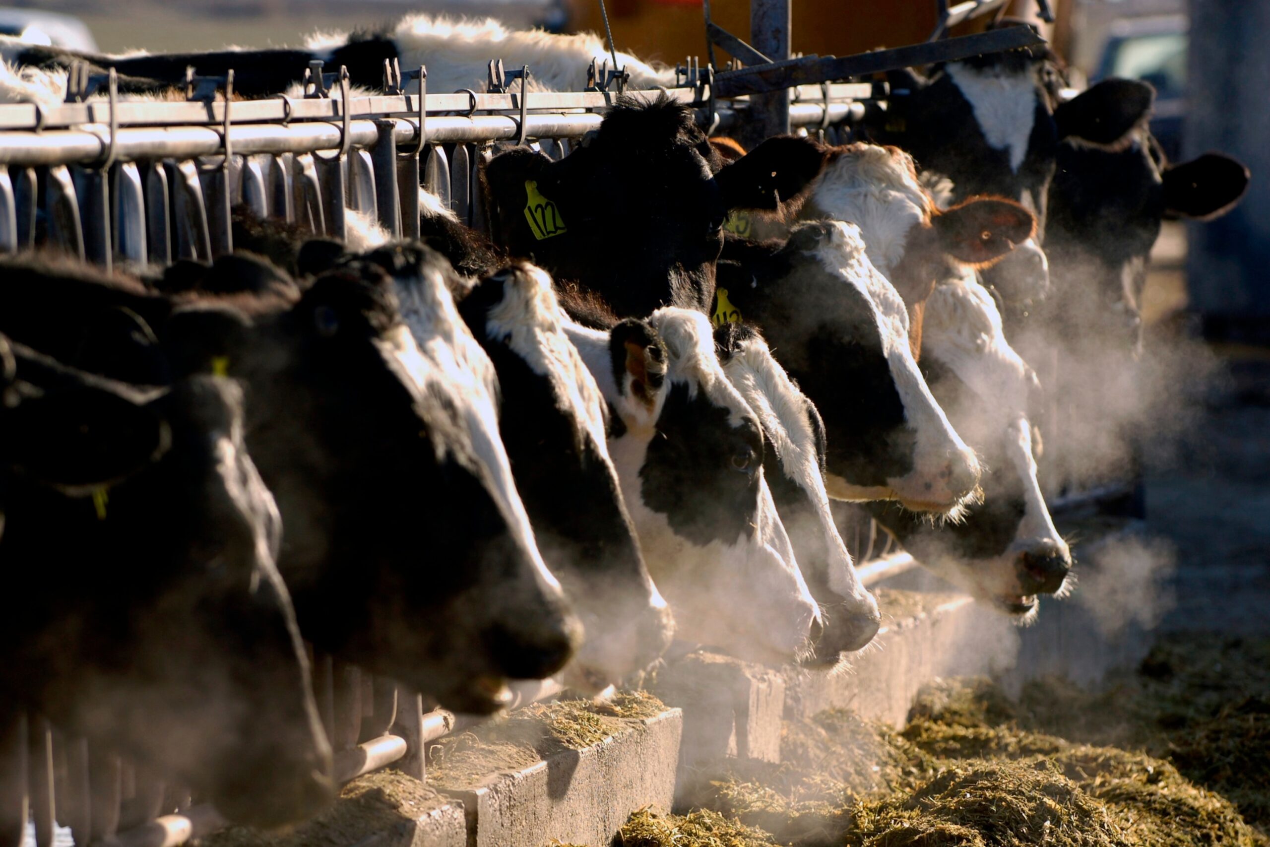 CDC preparing for ‘possibility of increased risk to human health’ from bird flu
