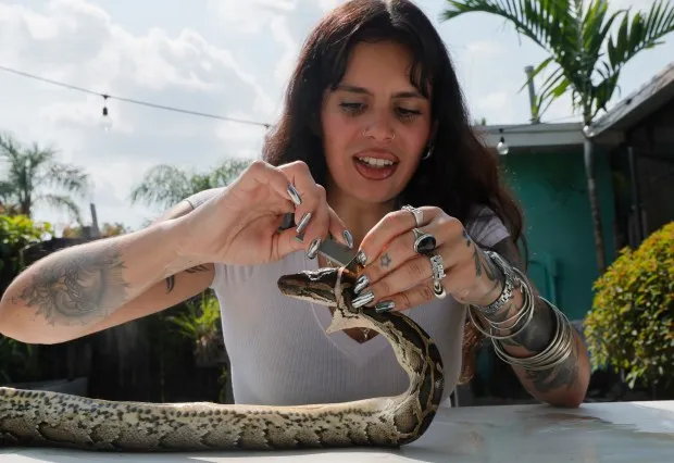 Designer Elle Barbeito carefully slices the skin from a python in the backyard of her father's Cutler Bay home, Thursday, May 16, 2024 She uses the skins in her latest collection,. Florida Girl, which is inspired by women she knows. (Joe Cavaretta/South Florida Sun Sentinel)