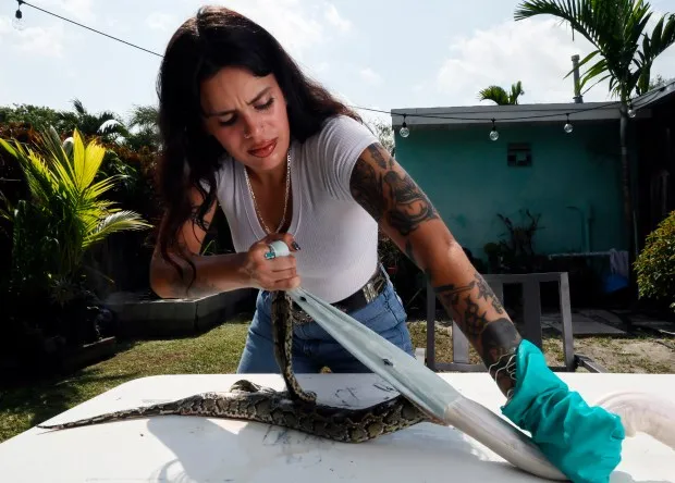 Designer Elle Barbeito pulls the skin from a python in the backyard of her father's Cutler Bay home. (Joe Cavaretta/South Florida Sun Sentinel)