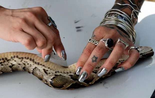 Designer Elle Barbeito carefully slicees the skin from a python in the backyard of her father's Cutler Bay home, Thursday, May 16, 2024 She uses the skins in her latest collection,. Florida Girl, which is inspired by women she knows. (Joe Cavaretta/South Florida Sun Sentinel)