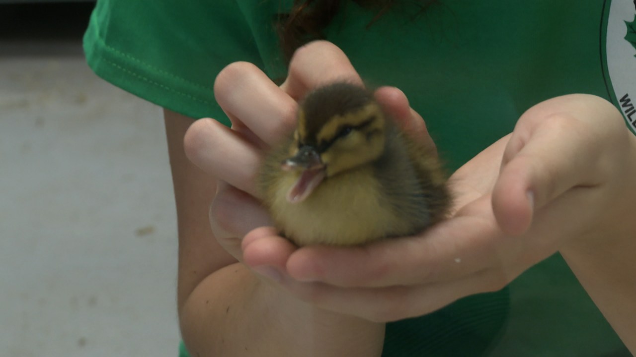 Staff at Bay Beach Wildlife Sanctuary work overtime to take care of animals after severe storm