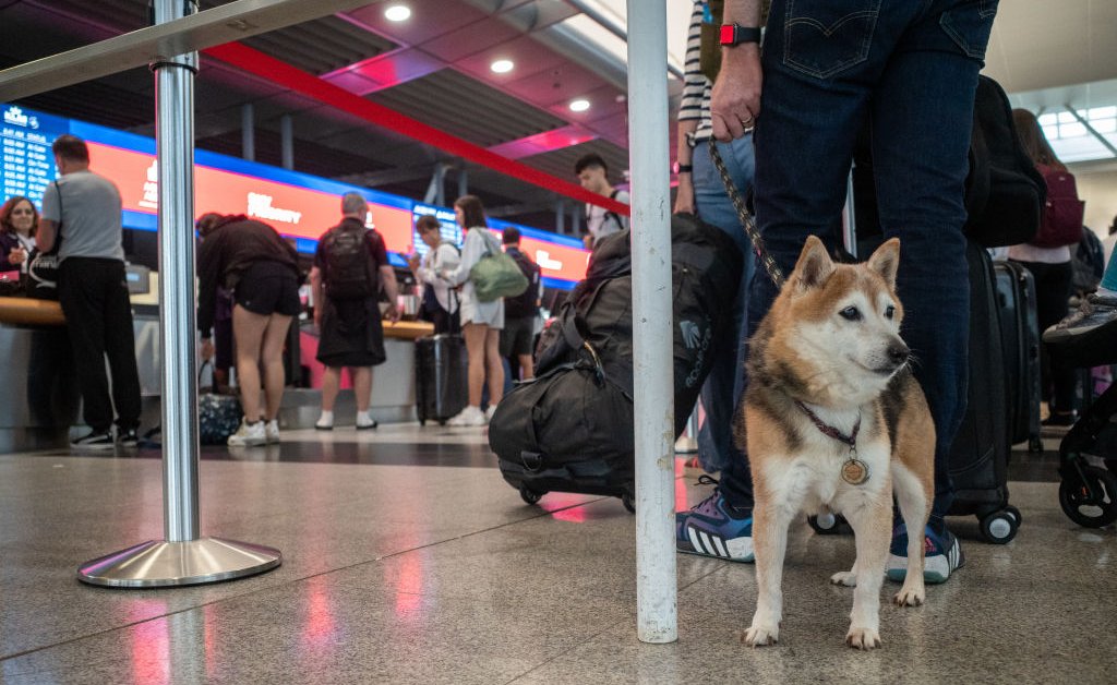 First BARK Air Flight That Caters To Dogs To Take Off